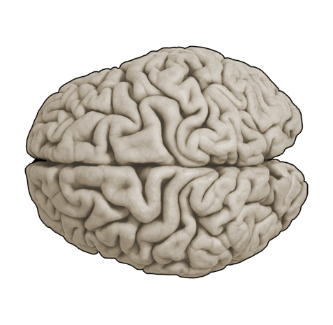Cérebro