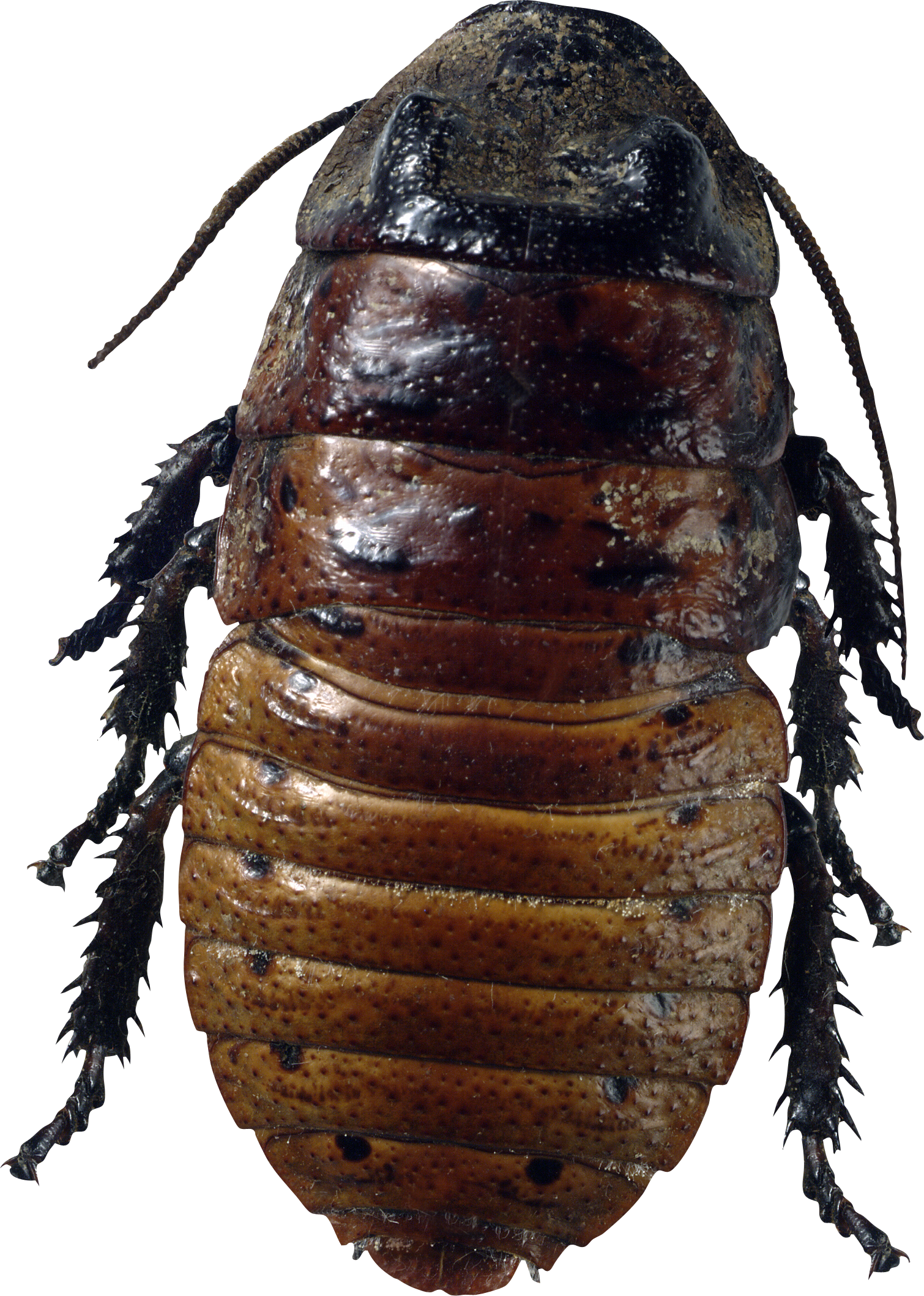 Insetto di scarafaggio