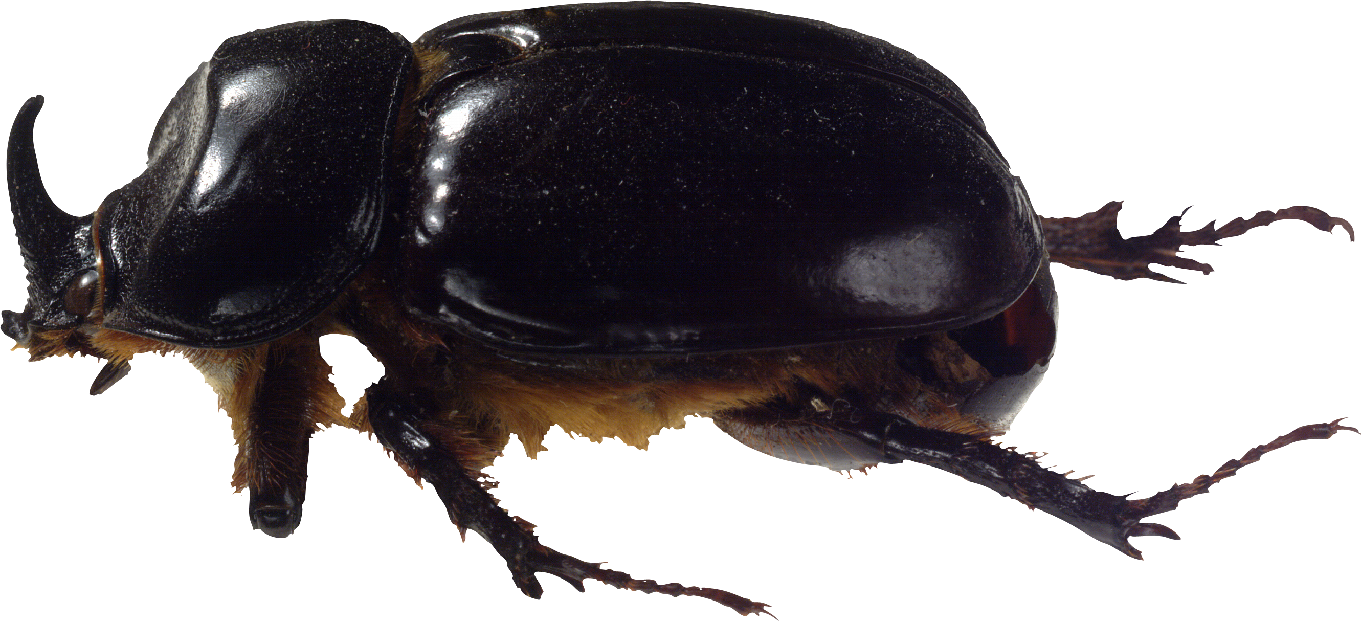 Kumbang, kumbang kotoran