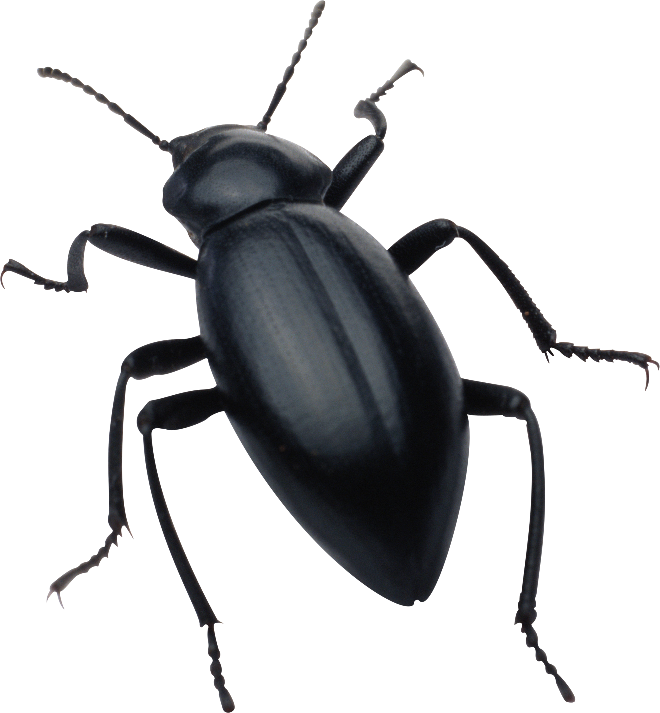 Schwarzer Käfer
