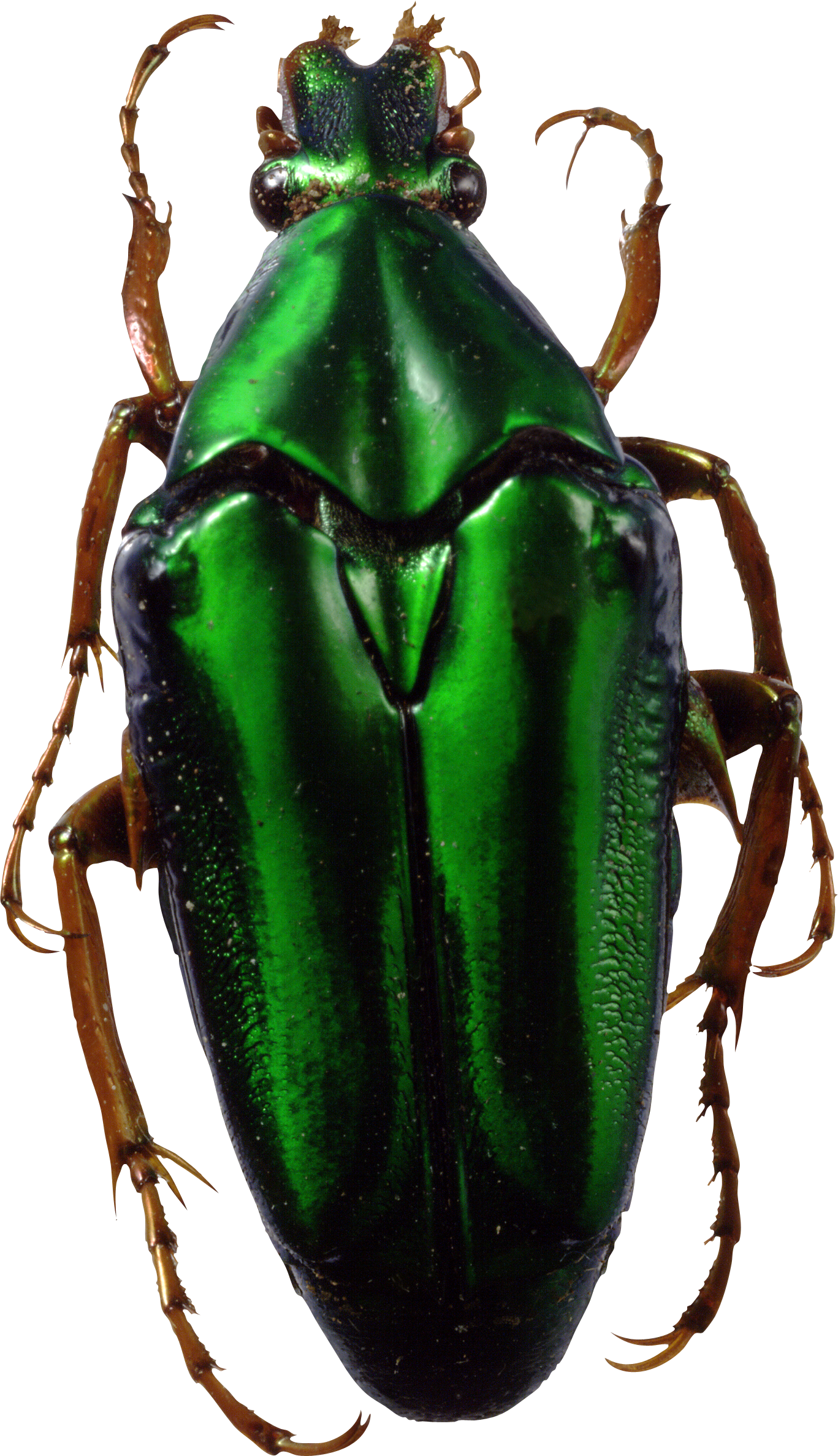녹색 딱정벌레