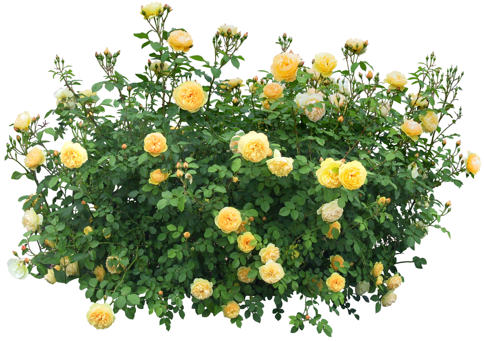 Cespuglio di rose gialle
