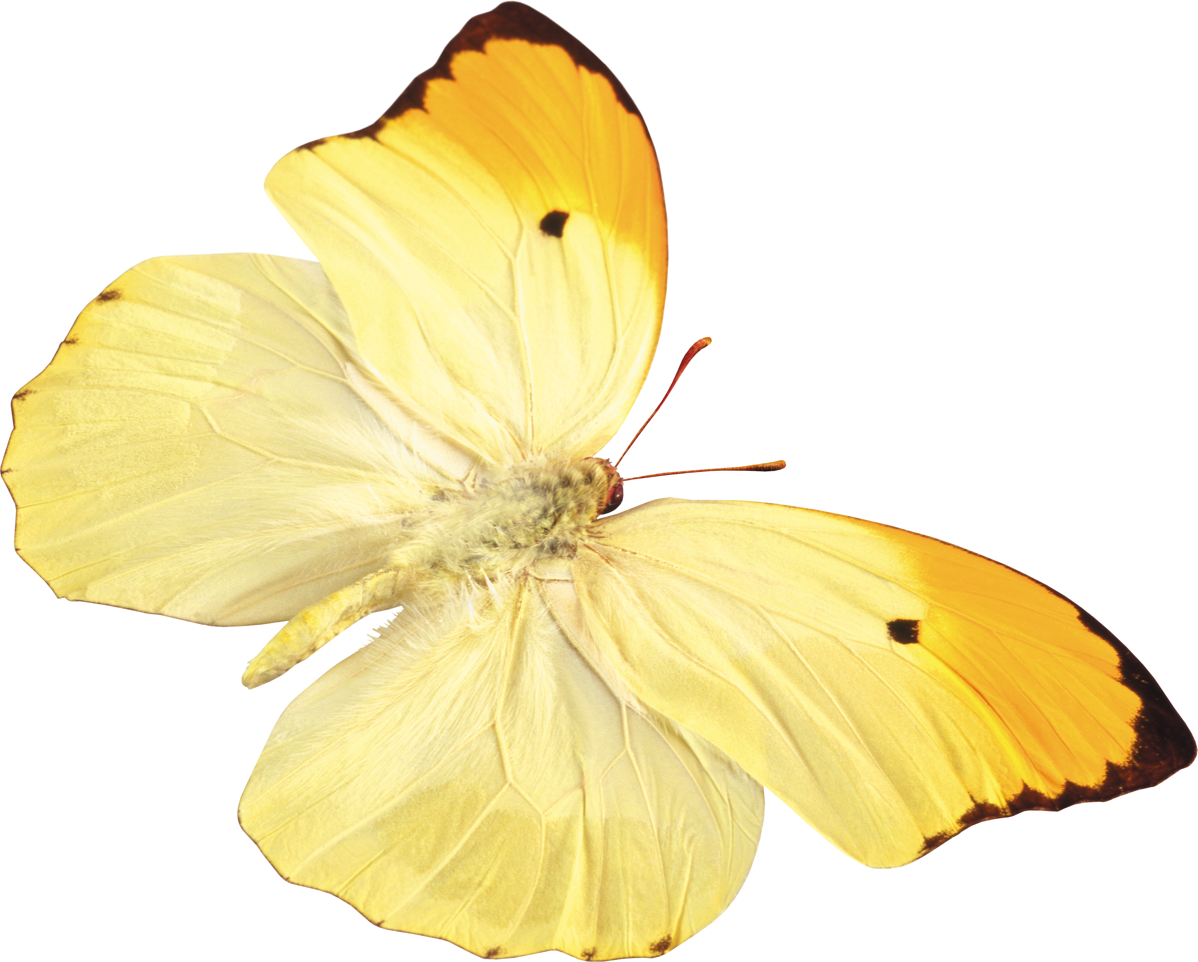 Gelber Schmetterling