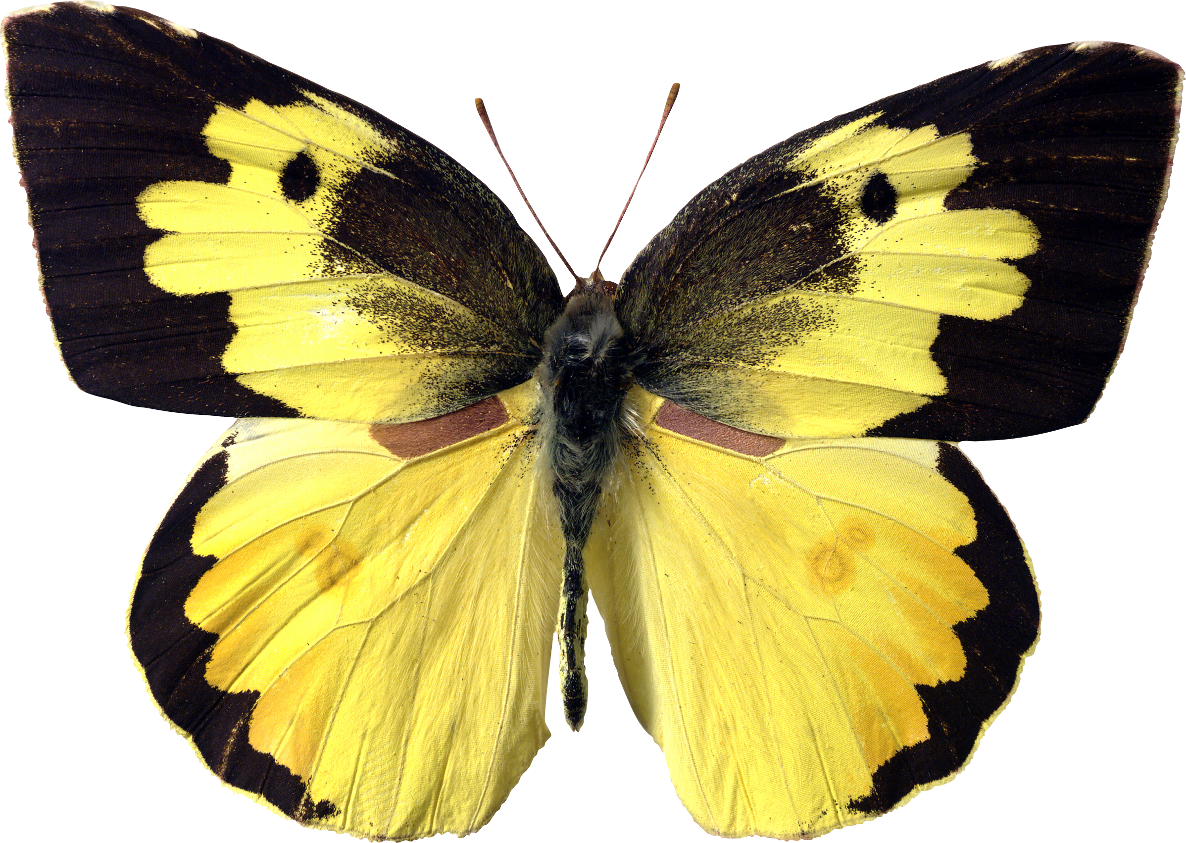 Schmetterling gelb