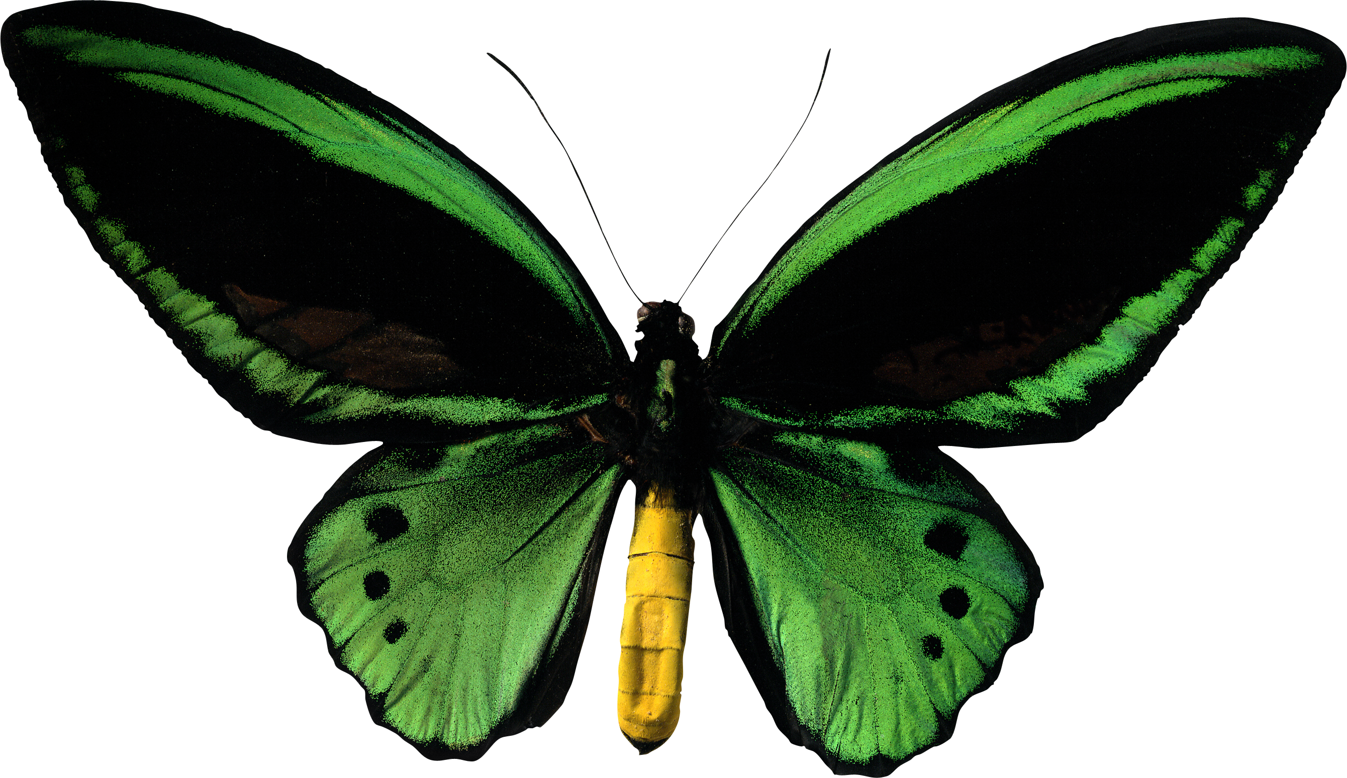 Papillon vert