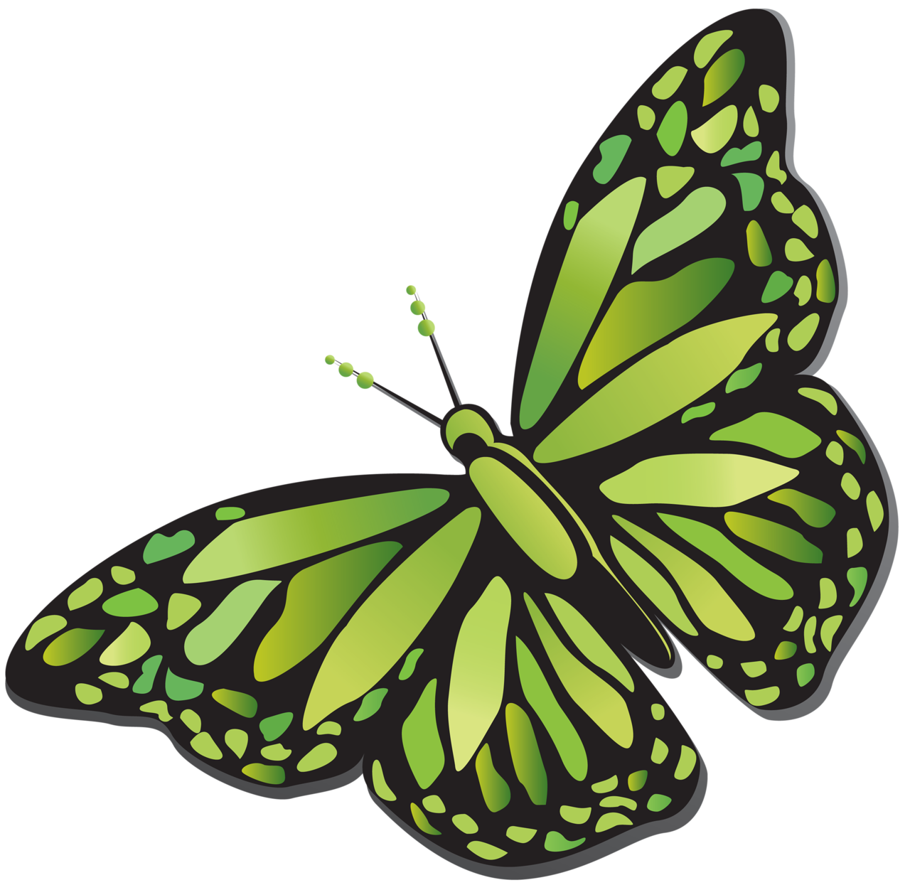 Duży zielony motyl