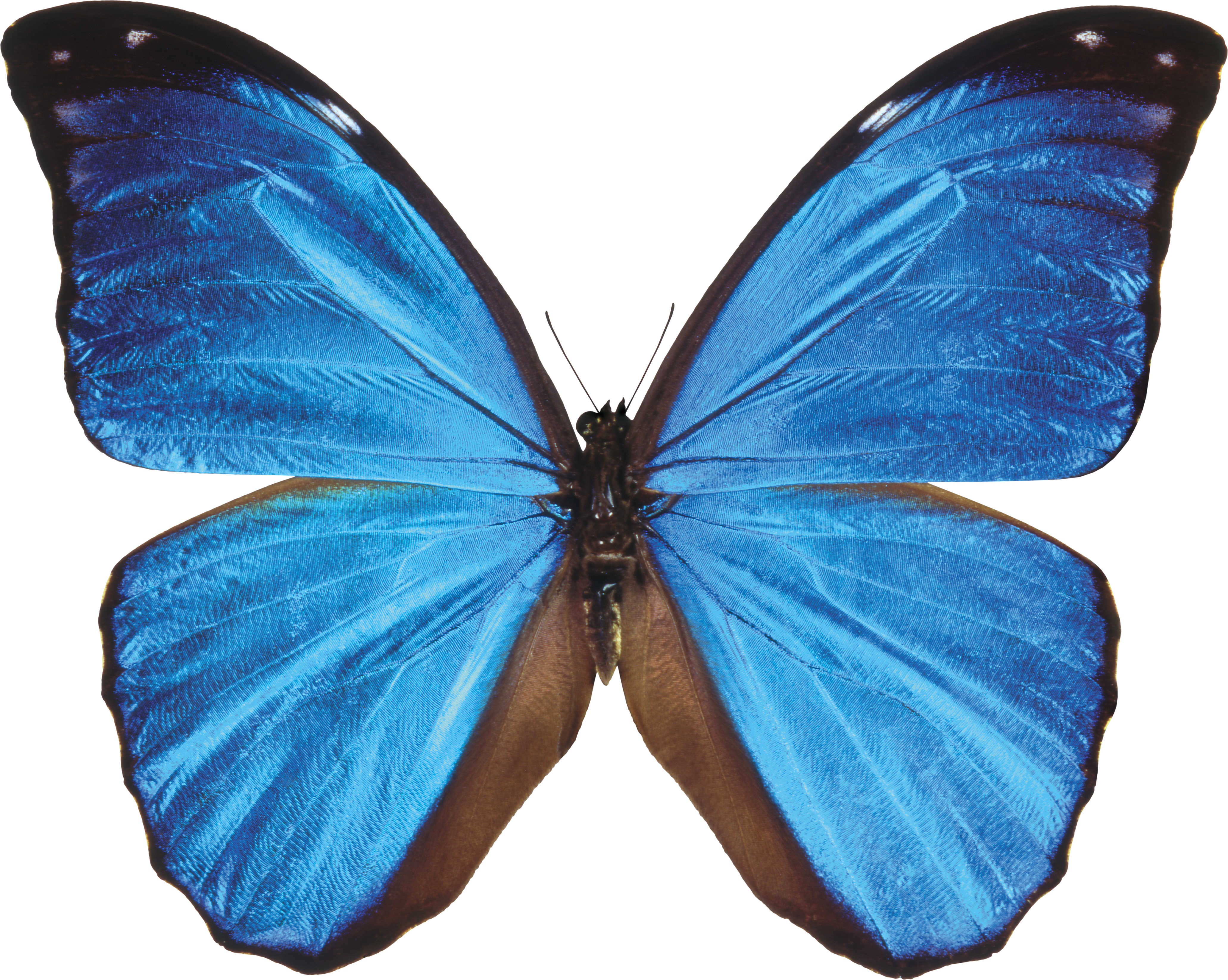 Bleu papillon