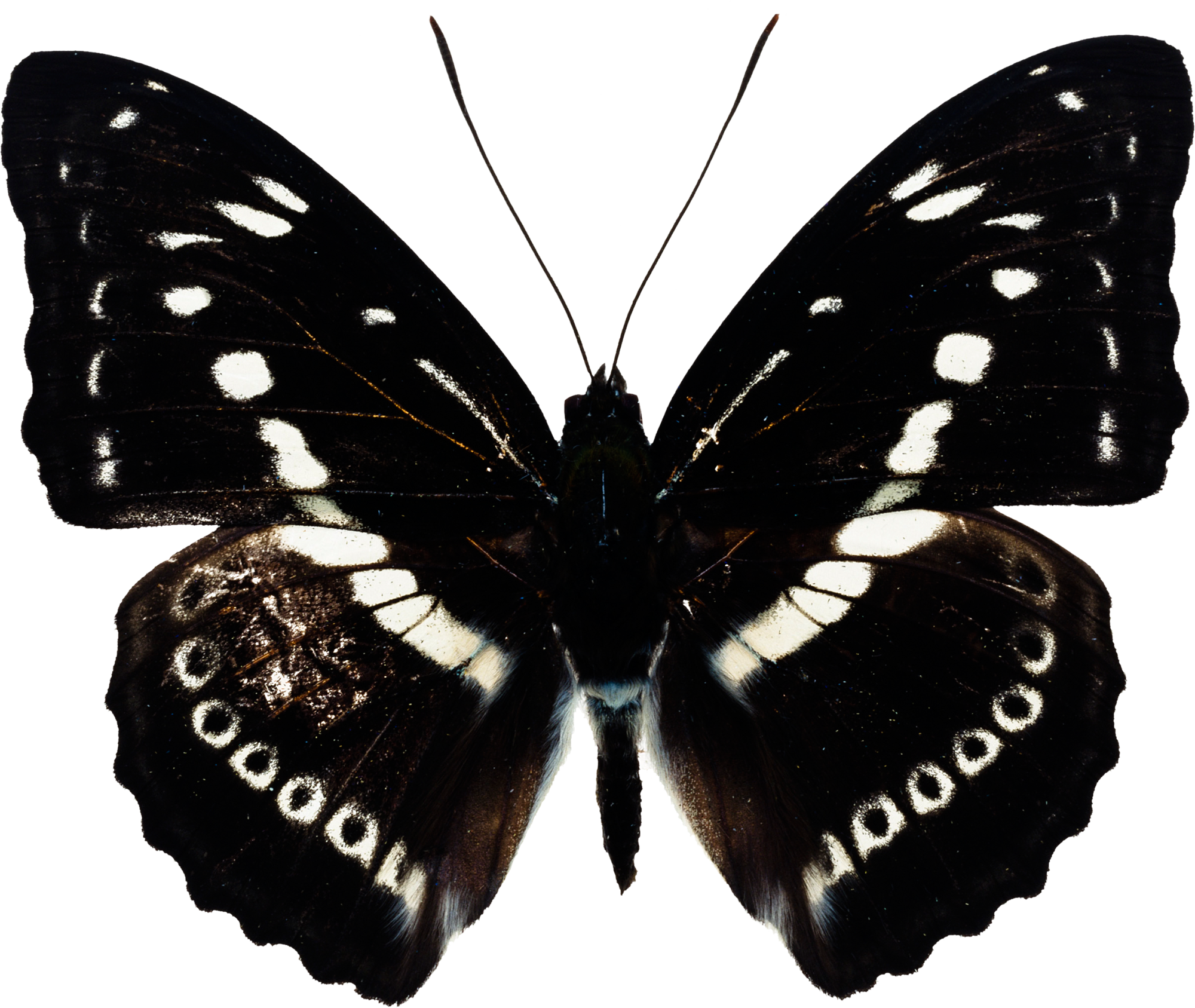 나비 블랙