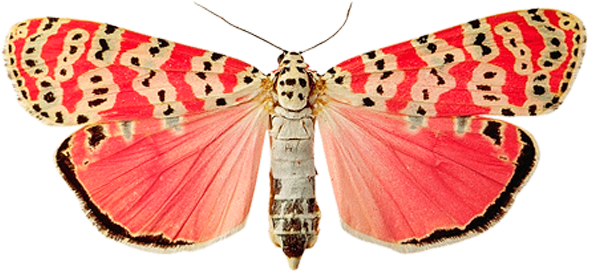 Rosa Schmetterling