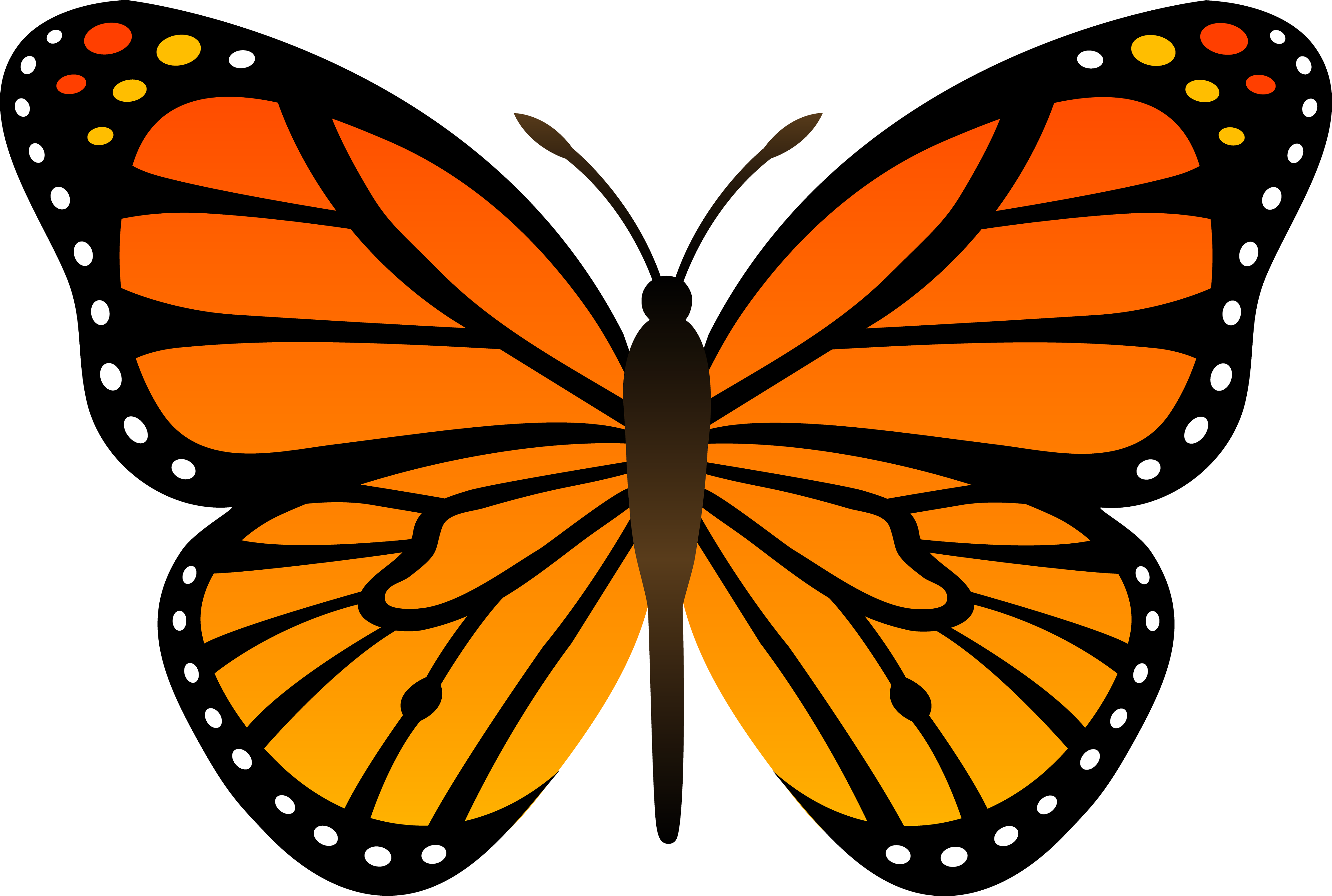 オレンジ色の蝶