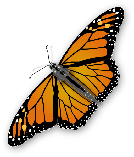 Con bướm màu cam