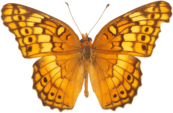 Papillon orange