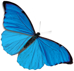 Con bướm xanh