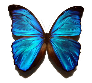 青い蝶