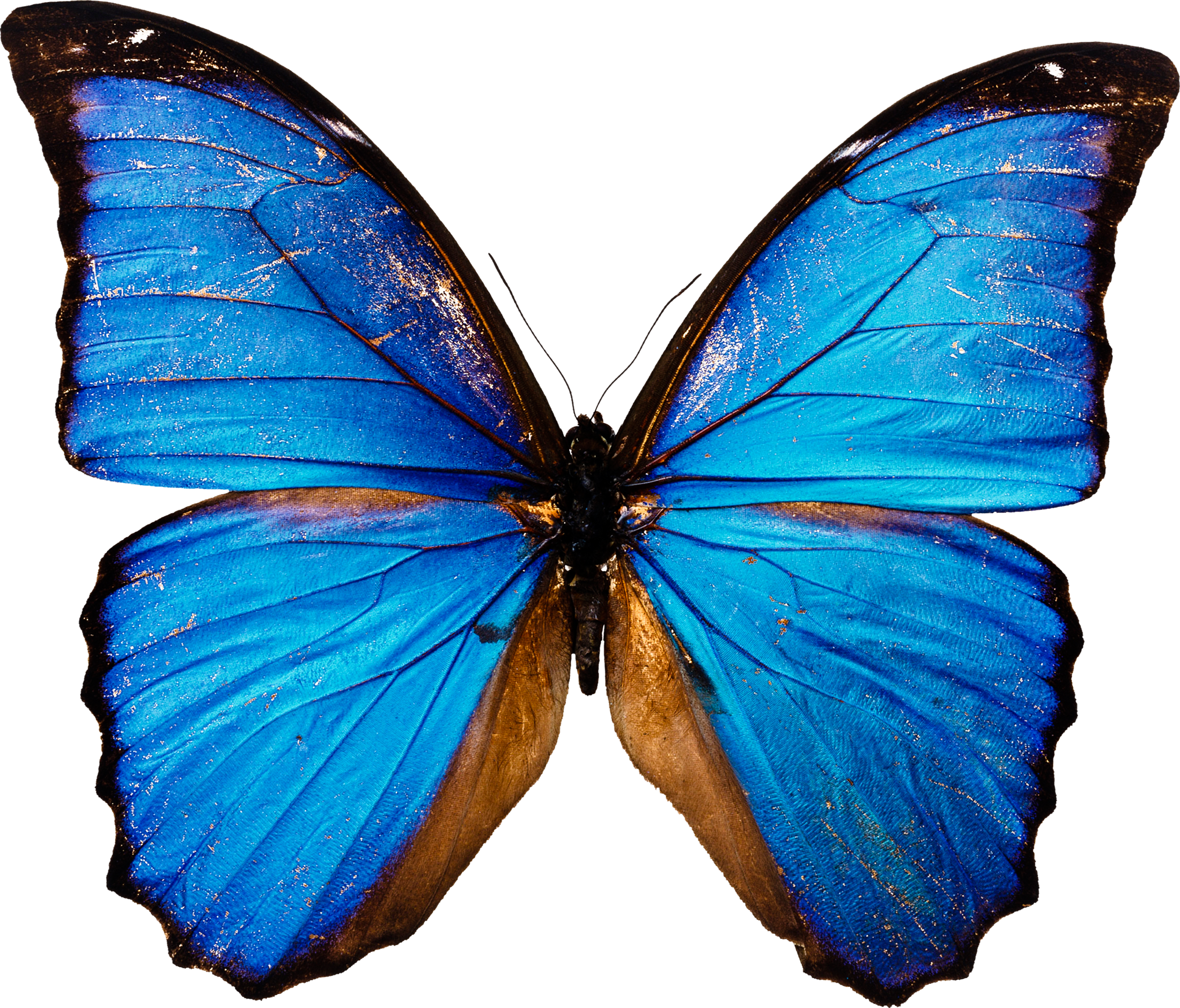 파란 나비