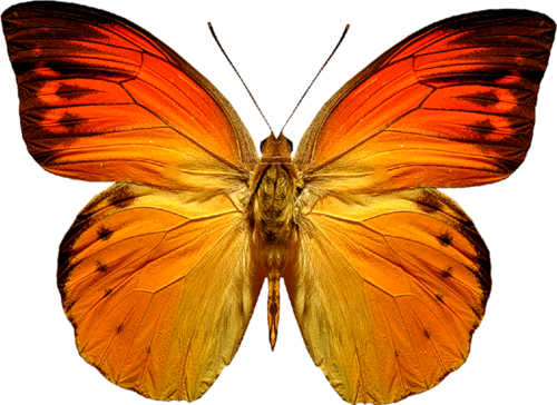 Con bướm màu cam