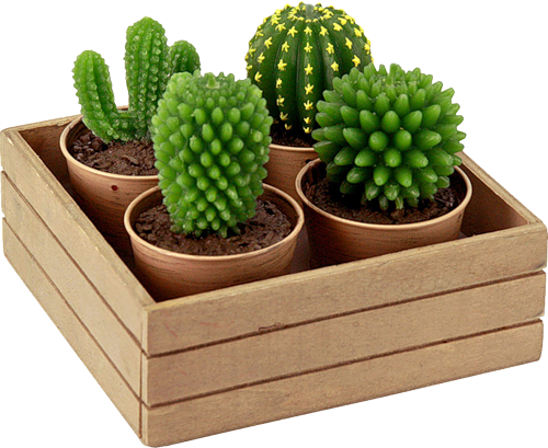 Cactus, figue de barbarie
