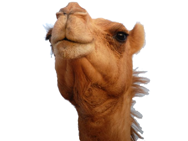 Camelo