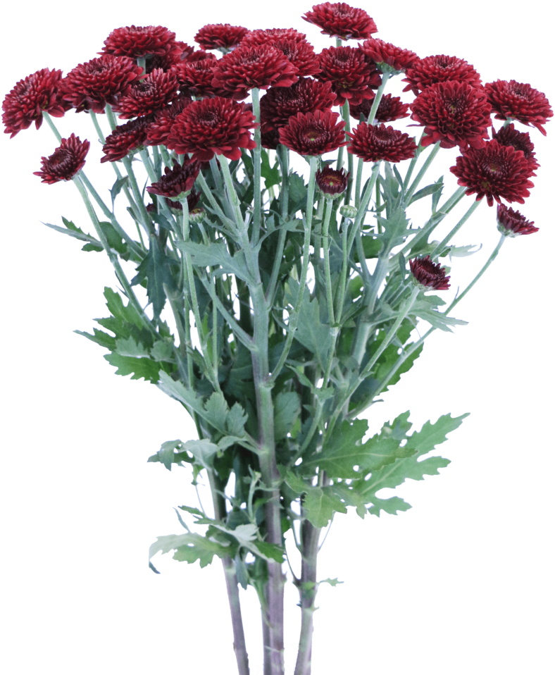 Un bouquet de chrysanthèmes rouges