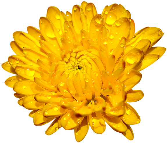 Chrysantheme mit Tau
