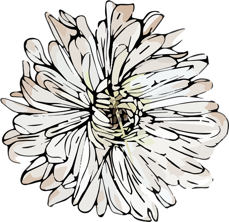 Weiße Chrysantheme