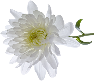 Crisantemo bianco