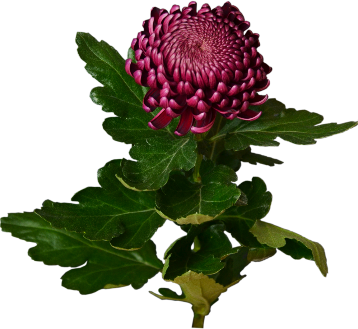 Hoa cúc đỏ tía