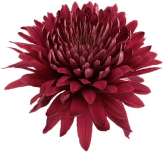 Crimson Chrysanthemum