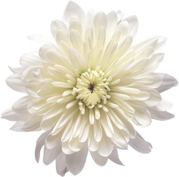 ดอกเบญจมาศสีขาว