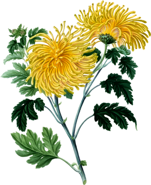 黄色の菊のクリップアート