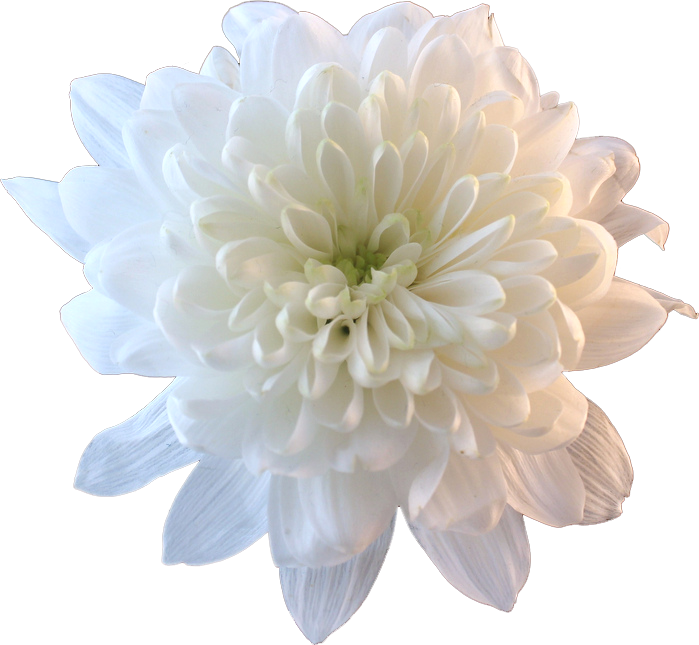 ดอกเบญจมาศสีขาว