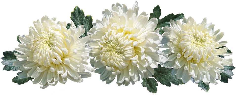 Transparente Chrysantheme