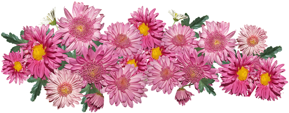 粉红色菊花
