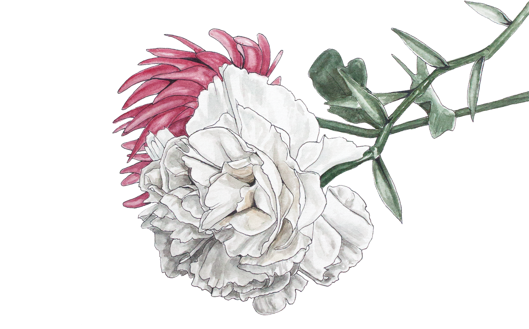 Illustration de chrysanthème