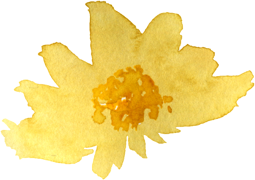 Akwarela żółta chryzantema