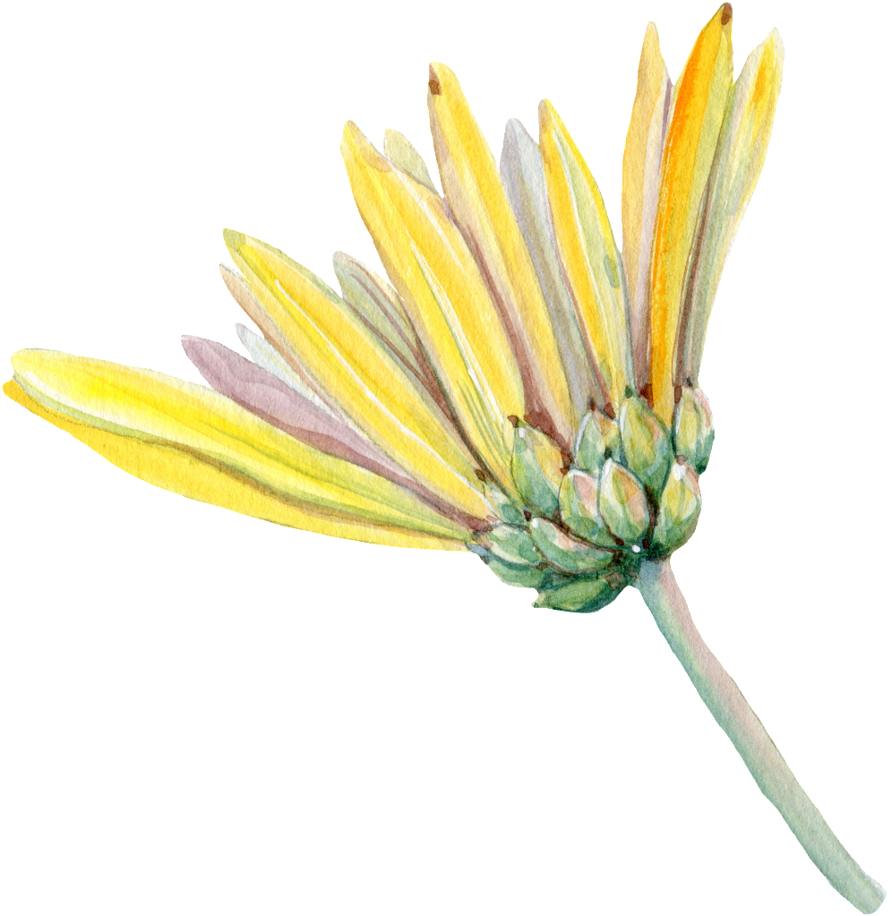 Chrysanthème, Marguerite Africaine