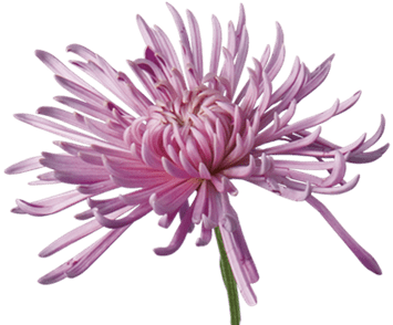 Chrysanthème violet