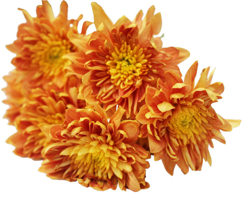 Gelbe Chrysantheme