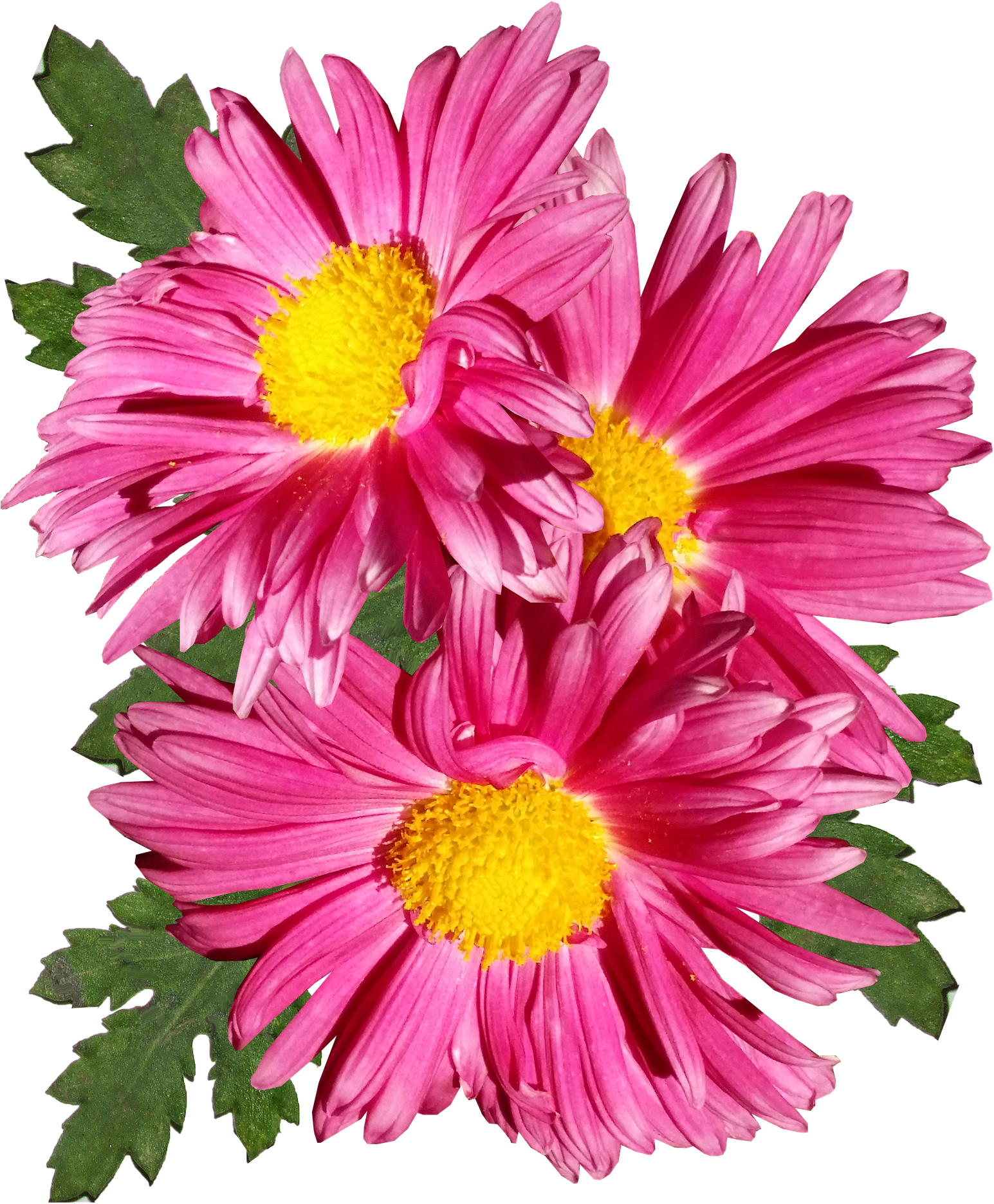 Różowa chryzantema