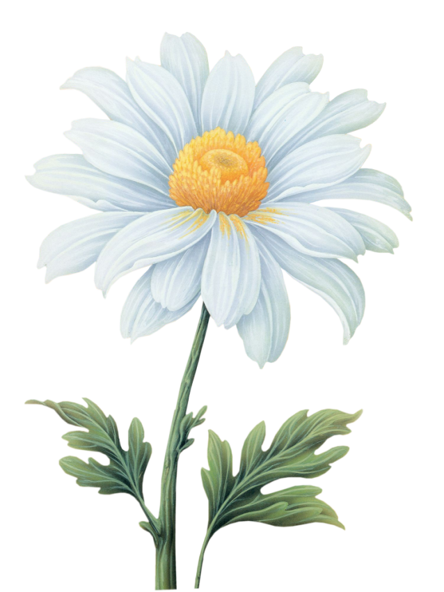 Chrysanthème blanc, marguerite aquarelle
