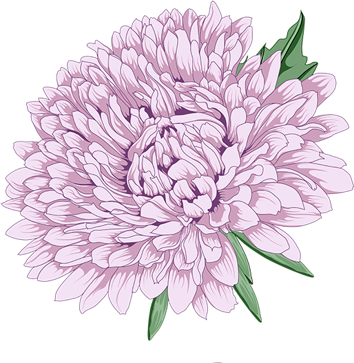 Clipart vectoriel chrysanthème, pivoine