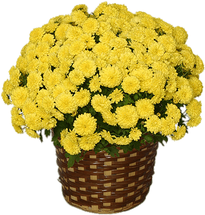 Crisântemo amarelo, flores em vasos de outono