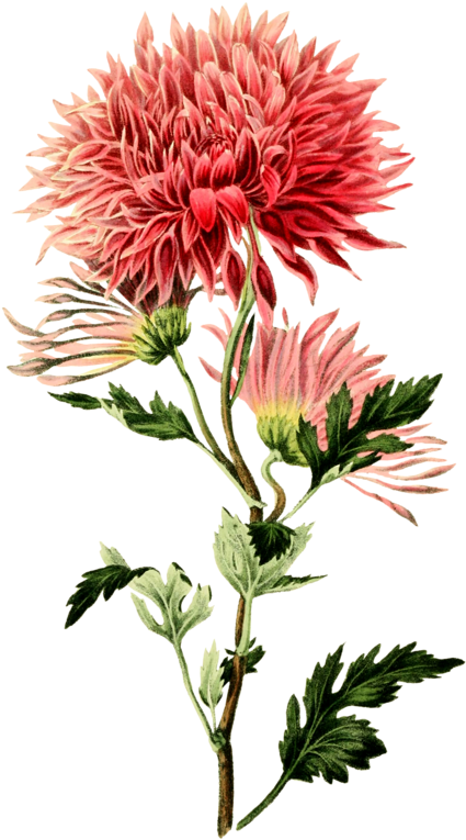 Crisantemo, illustrazione pianta fiore