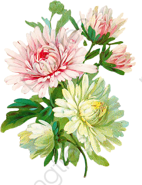 Chryzantema, vintage kwiat roślin clipart