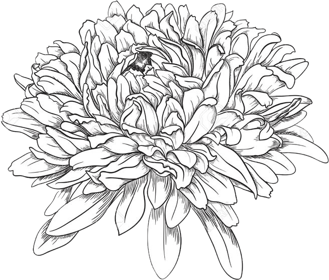 Czarno-biały szkic chryzantemy