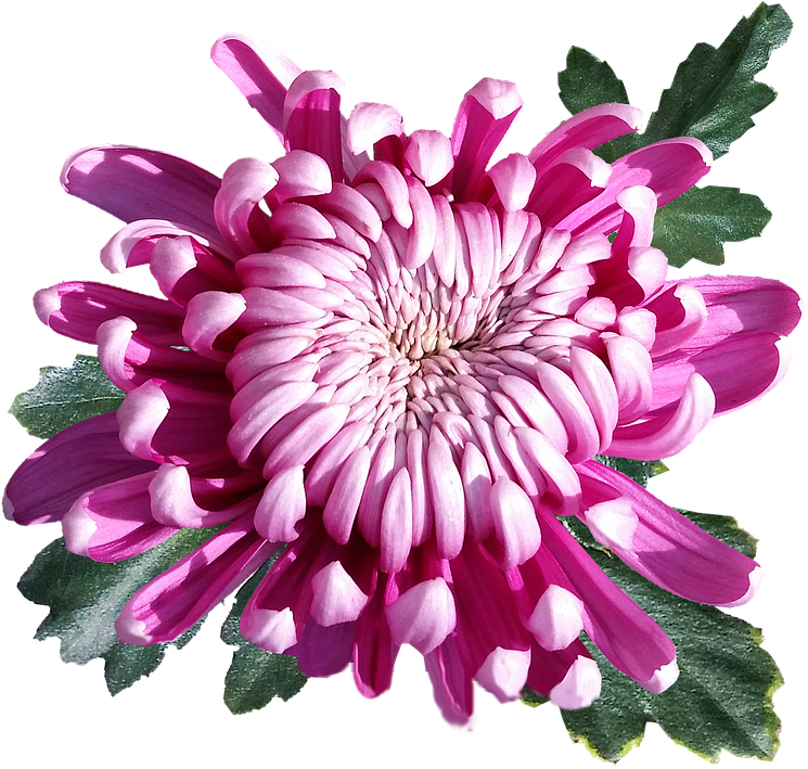 Chrysanthème, fleur rose