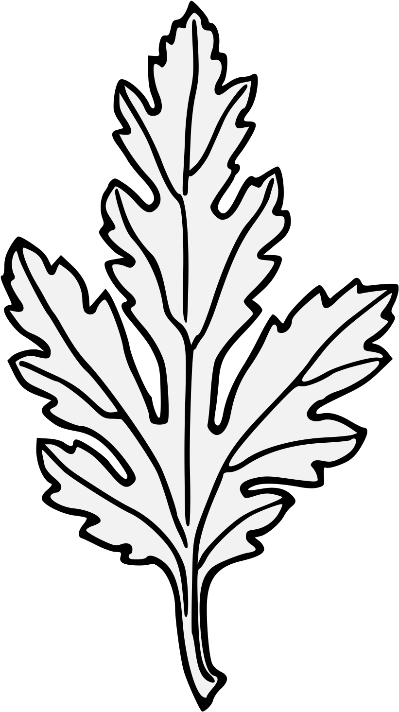 국화 잎