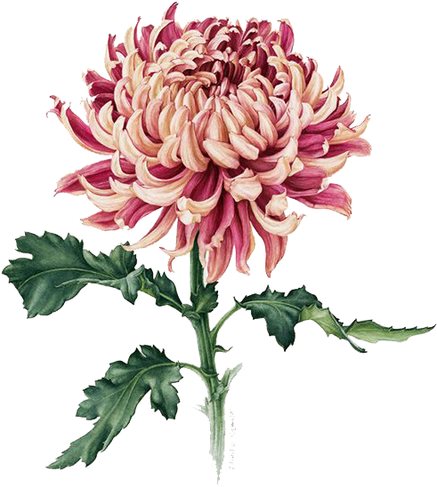 Blumenclipart, Blumenaquarellmalerei, Chrysantheme mit Stiel