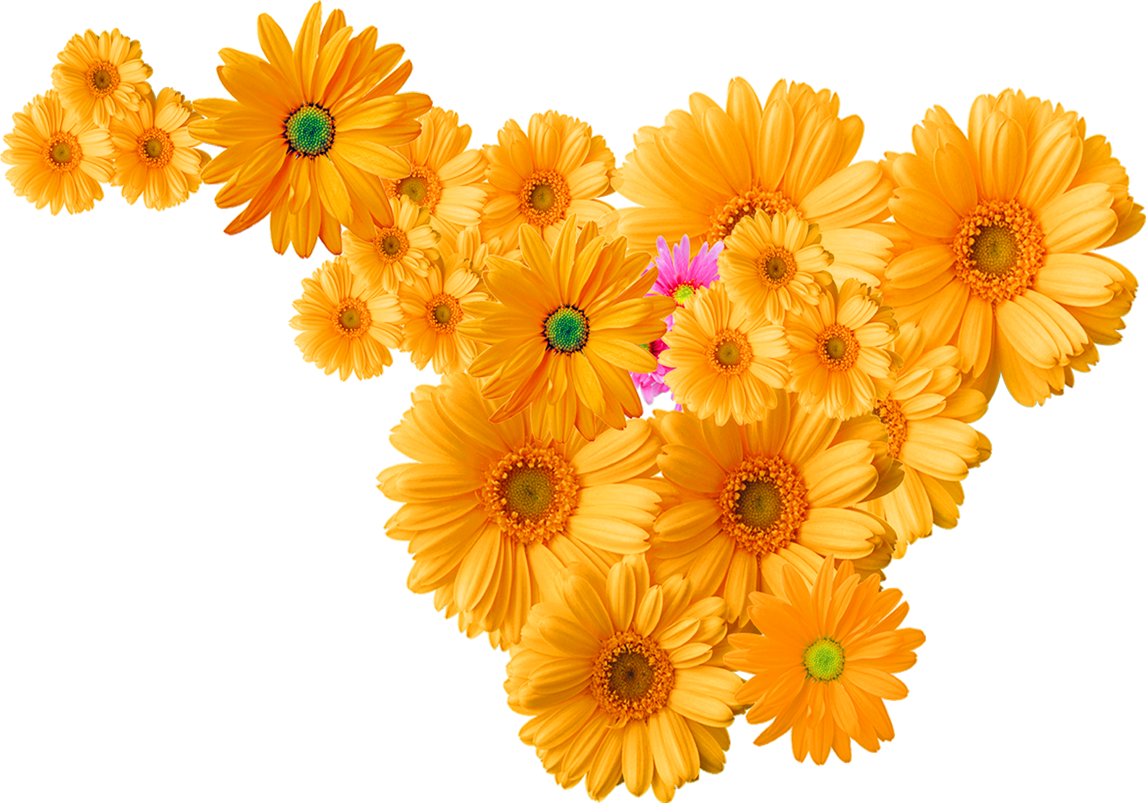 Chrysantheme-Symbol, gelbe Chrysantheme-Dekoration