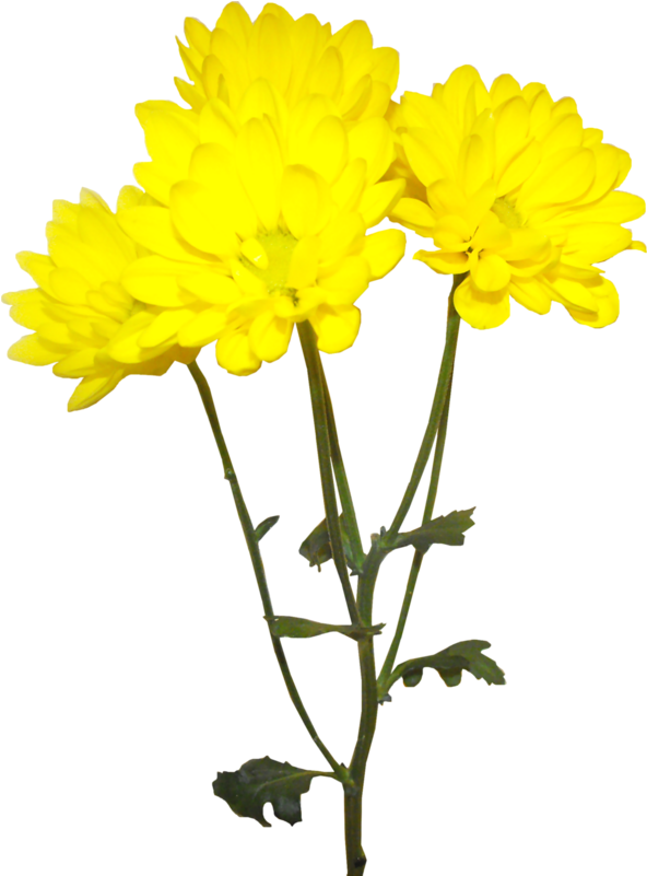 Gelbe Chrysantheme